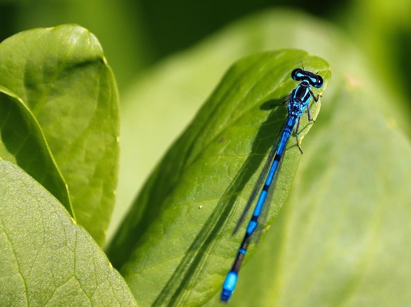 À la rencontre des petites bêtes aquatiques