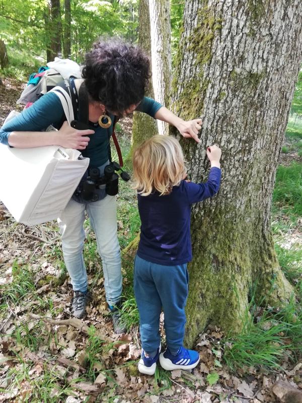Balade contée à la rencontre des arbres