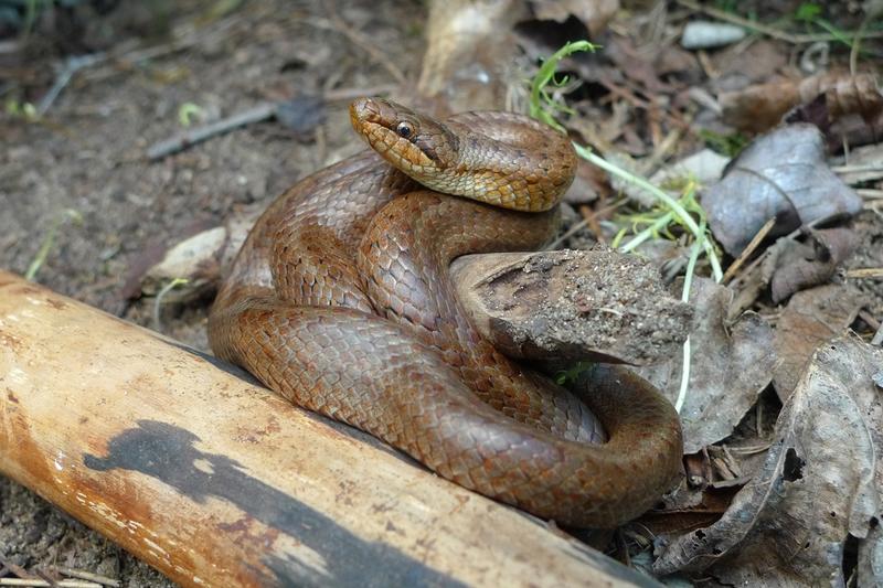 Sortie nature : les reptiles du site de Courpain