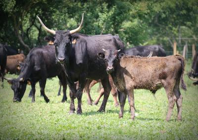 Manade des Chanoines