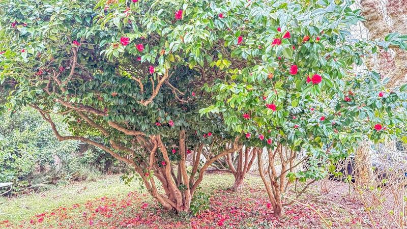 Propriété - 225 m² - 8 pièces