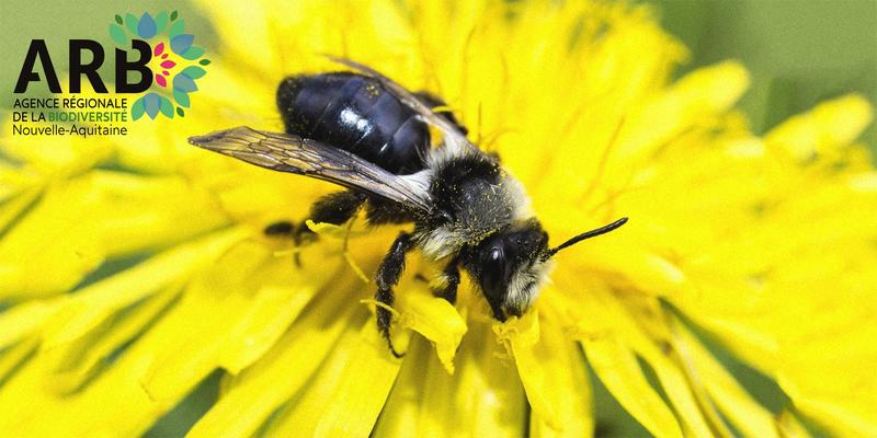 Rdv de la biodiversité : et si tu devenais une abeille sauvage ?