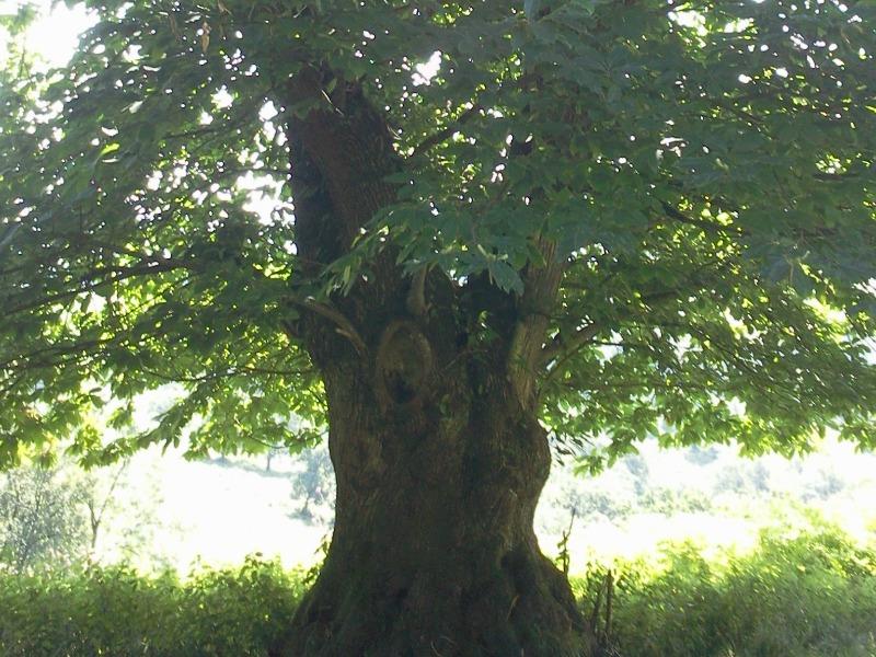 Sortie nature Cpie Pays Basque : "Qui aboie dans les bois ? "
