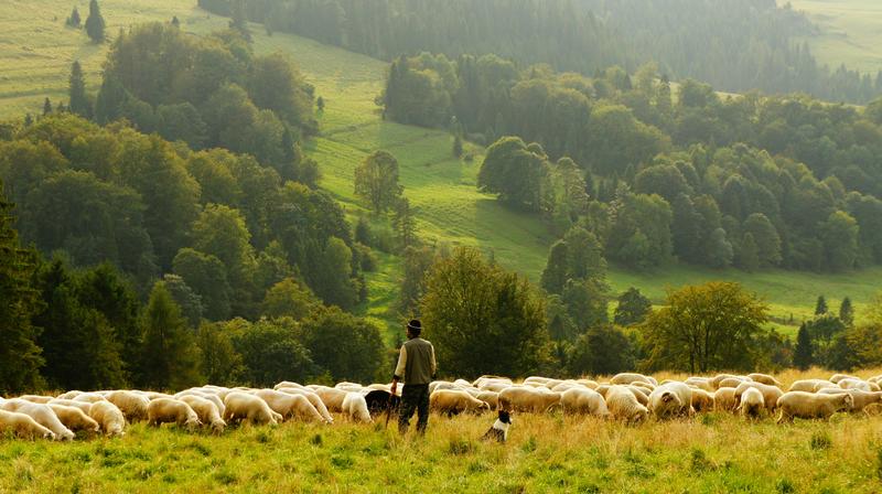 Revenons à nos moutons - les enfants sur les pas de leurs ancêtres paysans