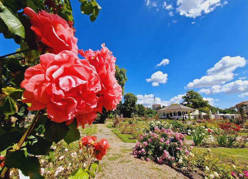 Visite guidée - Roseraie