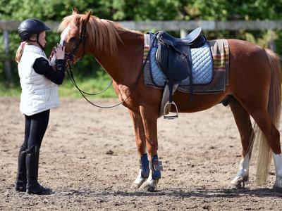 Concours équestre de saut d’obstacles