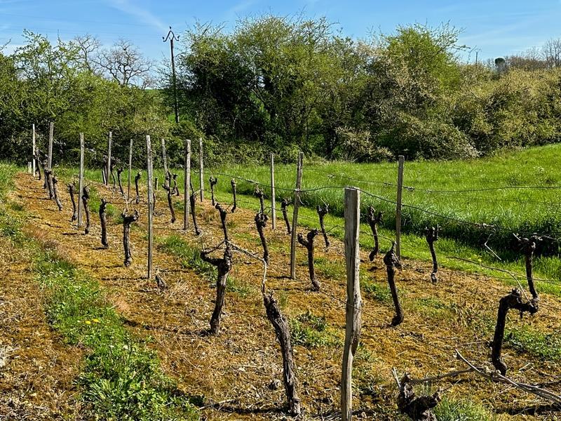 Maison en pierre - 222 m² - 9 pièces