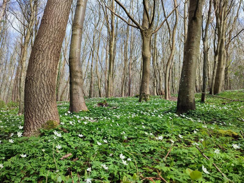 Balade nature - Renaissance au Bois de Bernouville