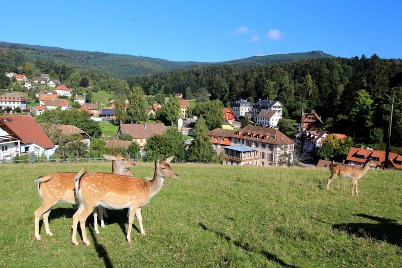 Fonds de commerce - Hôtellerie / Restauration - 1 155 m²