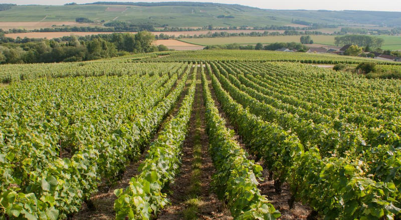 Terrain agricole - 1 681 m²