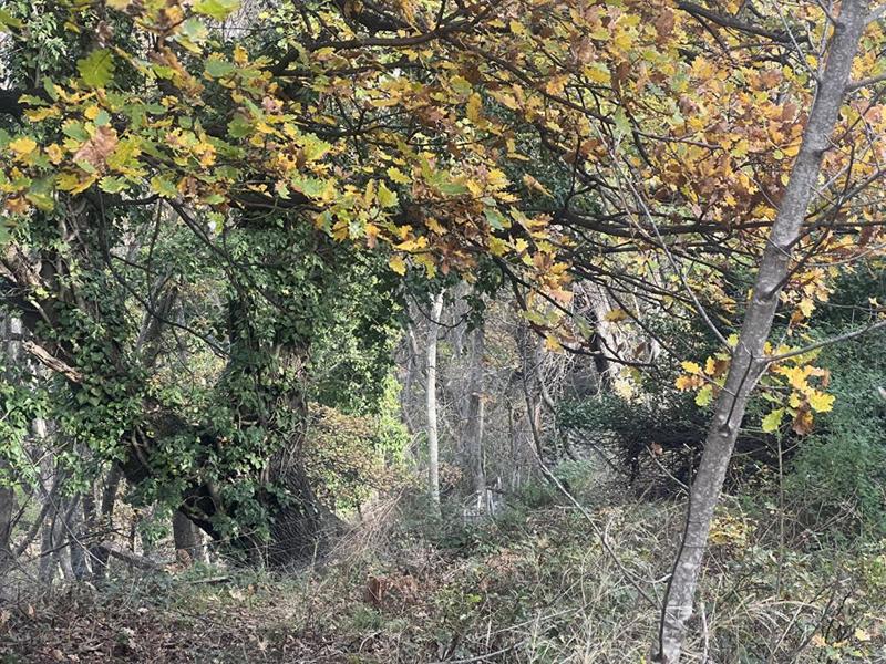 Terrain constructible - 2 000 m²