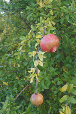 Terrain agricole - 5 359 m²