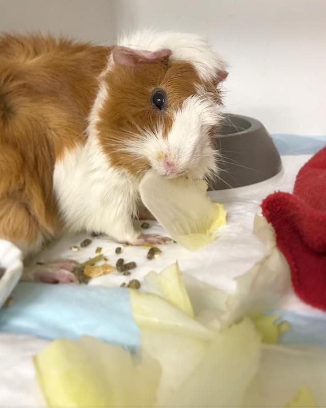 Ouest My Vet Clinique vétérinaire