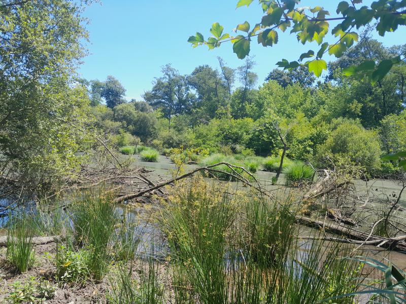 Zones humides, un patrimoine naturel à préserver