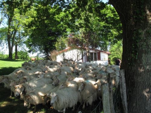 Gîte Itzultipia face aux montagnes basques