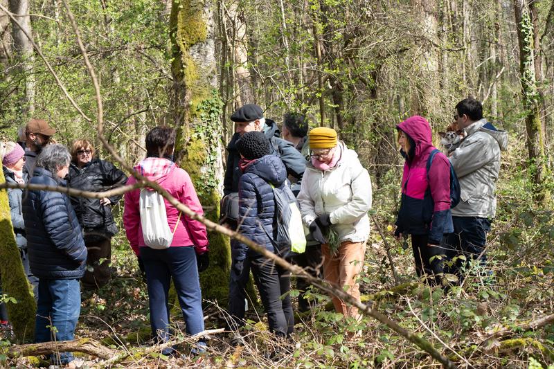 Balade accompagnée en forêt