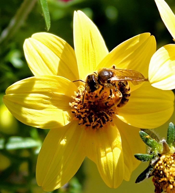 Visite du Sentier de Printemps et Ruche