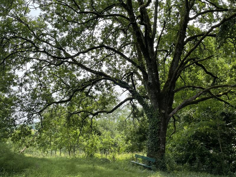 Manoir - 660 m² - 19 pièces