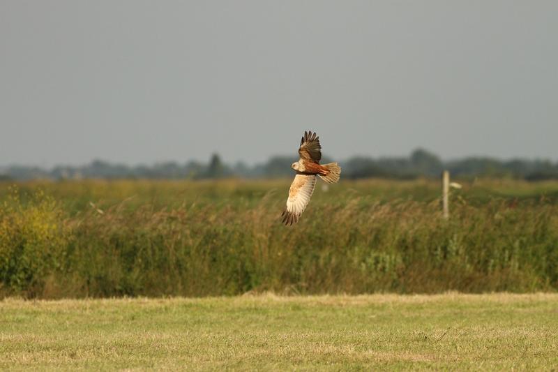 À la rencontre des oiseaux nicheurs