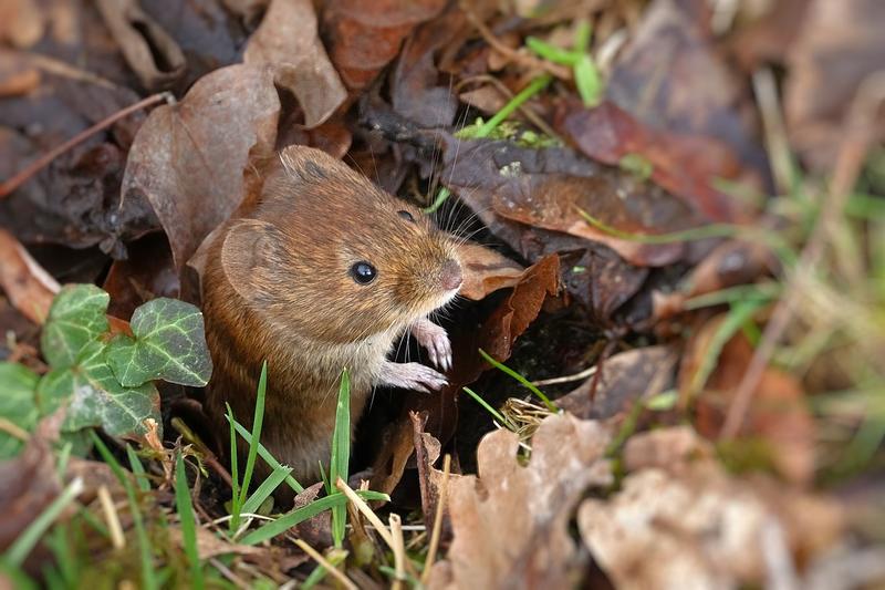 Petits rongeurs des bois et des haies