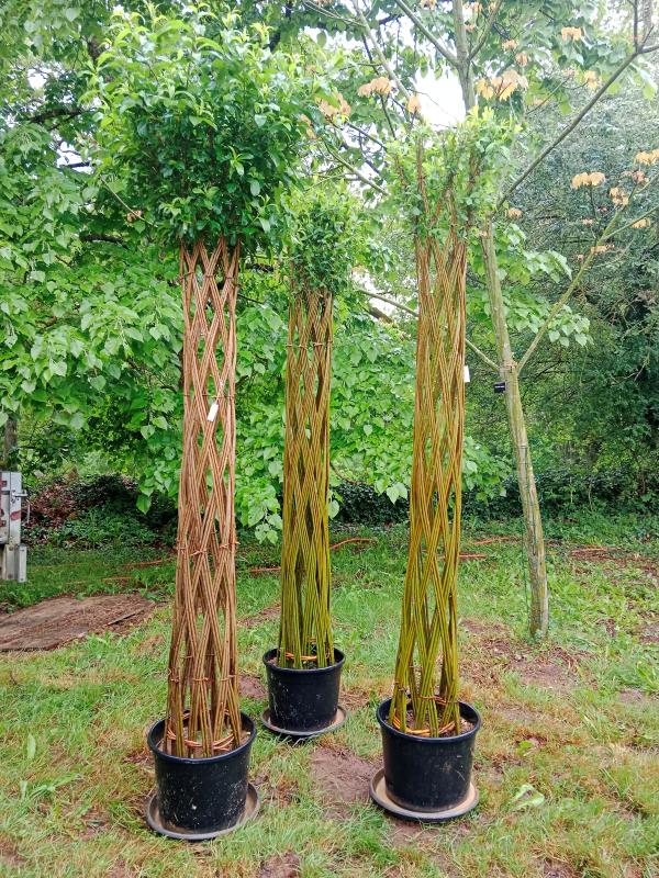 Atelier "tontine" (tressage d'osier vivant)