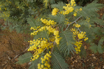 Terrain agricole - 4 855 m²