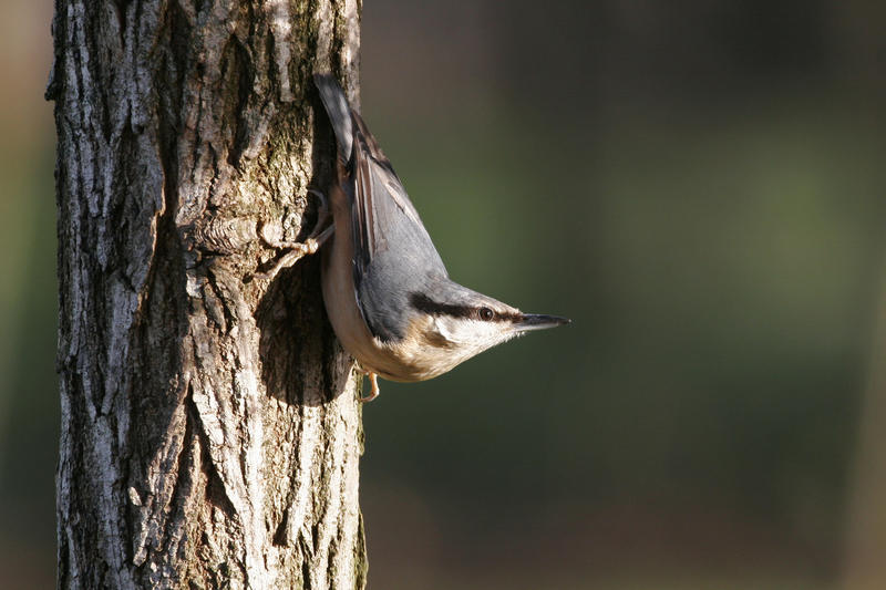 Formation aux oiseaux des jardins : découverte des oiseaux des jardins en hiver - 1/2 journée