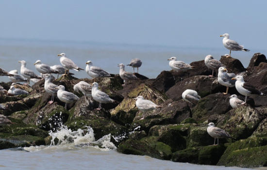 Sortie nature : la vie des goélands, entre ville et nature
