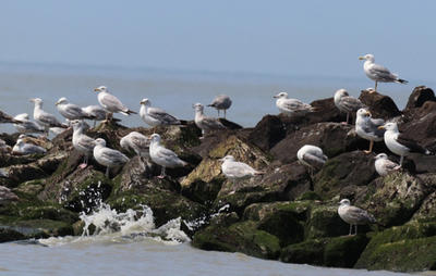 Sortie nature : la vie des goélands, entre ville et nature