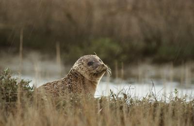 Les oiseaux de la Baie des Veys