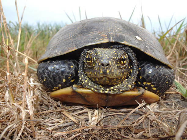 Parlons Nature : la cistude d'Europe, une tortue limousine !