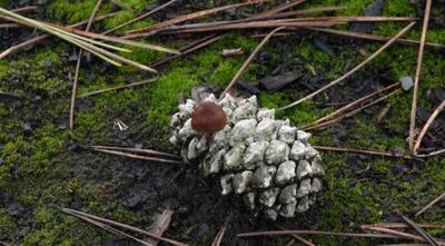 Salon du patrimoine des Landes de Gascogne