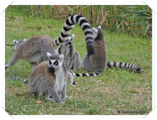Zoo du Bassin d'Arcachon