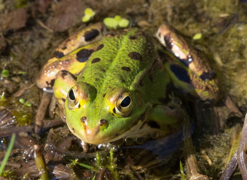 La mare et ses habitants