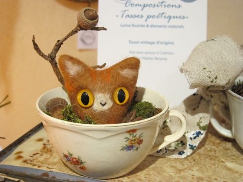 Comptoir des Curiosités