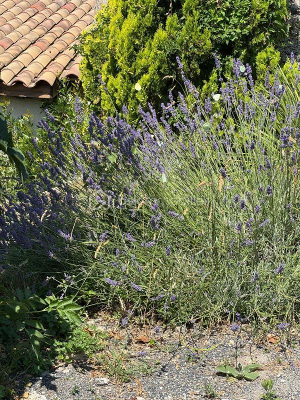 Appartement - 285 m² - 14 pièces