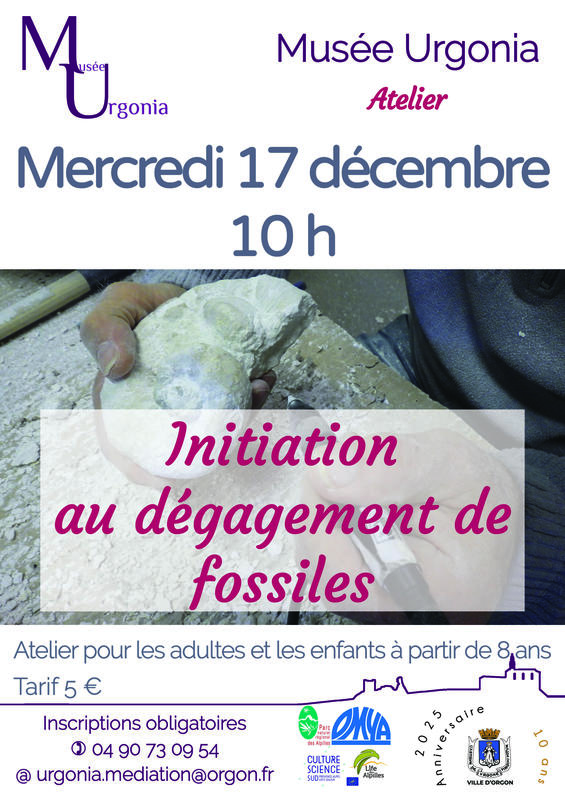 Atelier d'initiation au dégagement de fossiles