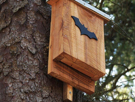 Fabrication de nichoirs à chauves-souris