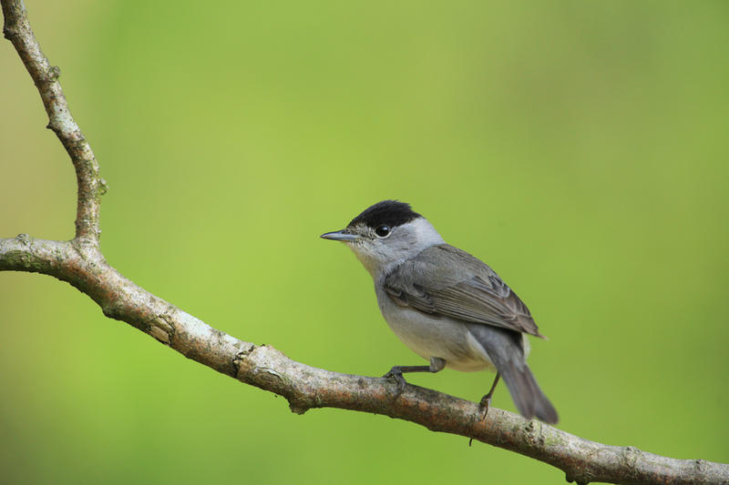 Bois Louis bois d'Epenin - les chants d'oiseaux
