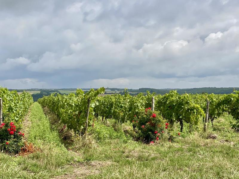 Maison - 164 m² - 7 pièces