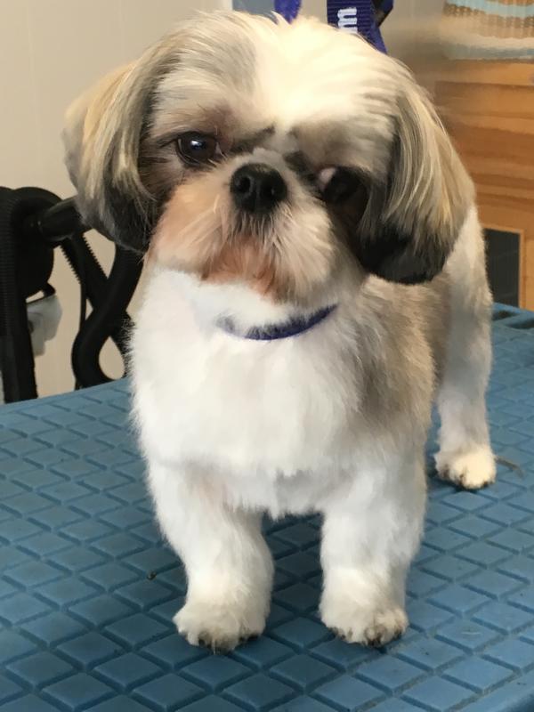 Au petit salon canin