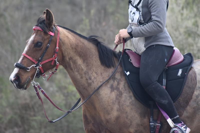 Championnat Départemental et Regional d'Endurance Equestre