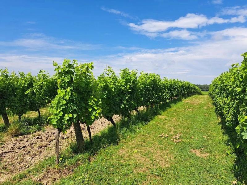 Propriété viticole - 288 m² - 6 pièces