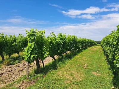 Propriété viticole - 288 m² - 6 pièces