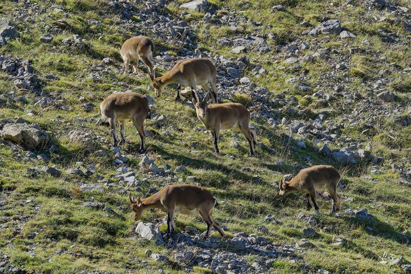 Sur les traces des bouquetins