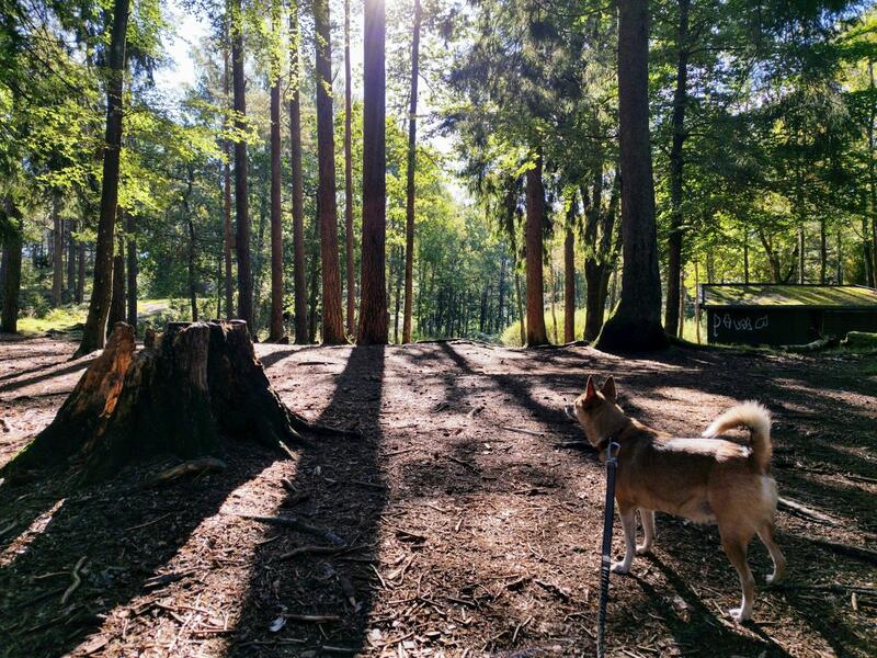 Rando Moselle - rando canine éducative