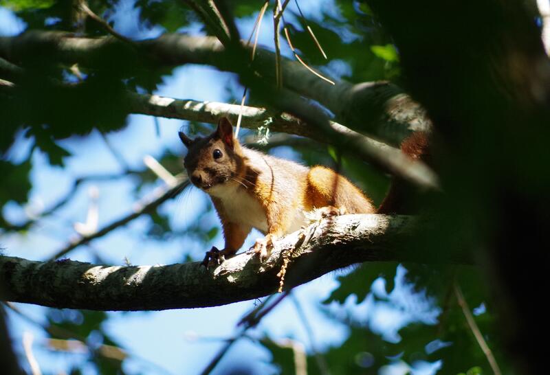 Balade nature : Entre courant et forêt