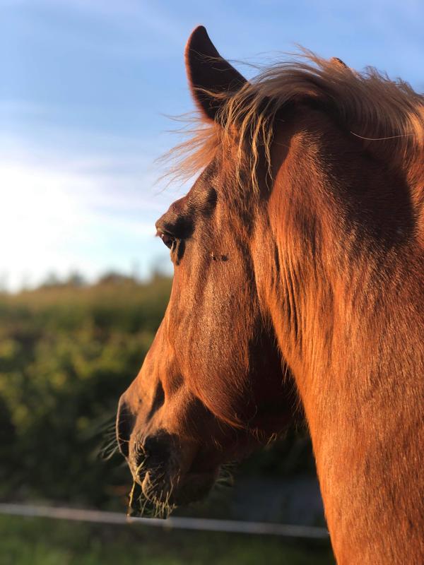 Regards Pluriels Equicoaching