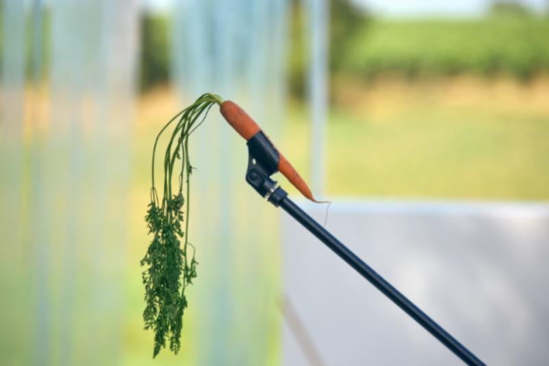 Stage | Découverte d'un texte classique - &quot;Cyrano, Rostand et vous&quot;