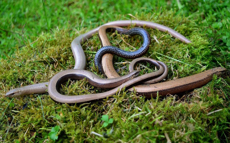 Sortie nature Cpie Pays Basque : "Vipère de Séoane, serpent du Pays basque"